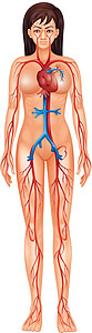循环系统女性船只静脉胸部下腔动脉手臂科学插图上臂背景图片