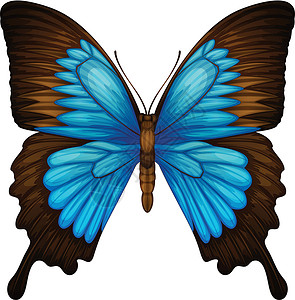 恩西斯蓝山燕尾台天线昆虫绘画眼睛插图触角图表科学脊椎动物蓝色插画