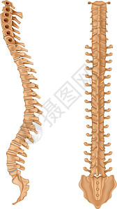 脊柱软膜尾骨骶骨解剖学椎骨绘画生理神经绳索脊椎动物背景图片
