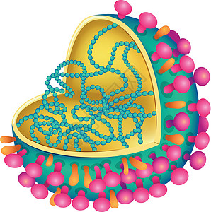 粘粘球流感病毒微生物流感生物学单链致命家禽发烧哺乳动物红血抗体插画