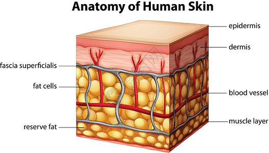 人体皮肤解剖背景图片