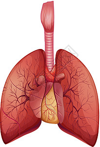 人类肺病毛细血管生物系统生物学药品胸部支气管气体交换呼吸系统背景图片