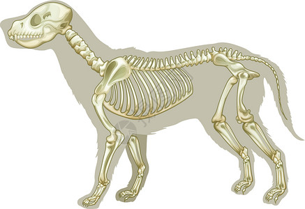 家犬骨架动物宠物小狗插图生活意义生物学骨头脊椎动物教育插画