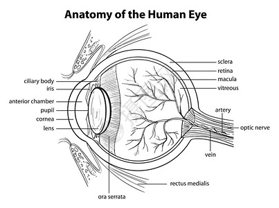 人眼静脉视网膜眼睛绘画眼球睫状体角膜动脉器官解剖学高清图片