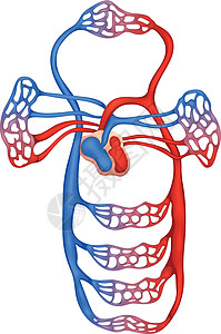 血氧结合循环系统毛细血管静脉颈动脉小隐细胞肺循环主动脉心血管腘窝二氧化碳插画