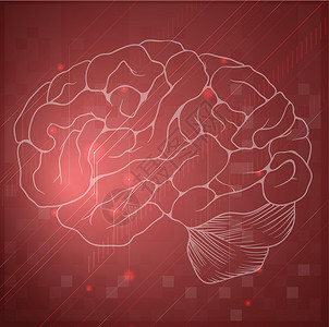 大脑中枢脑中枢神经大脑解剖学额叶系统生理健忘症男人脑脊液动脉插画