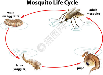 登革热蚊子的生命周期成人亚科胸部害虫幼虫宋体昆虫天线蚊科生物学设计图片