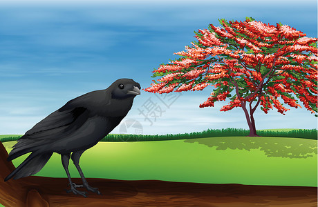 鸟动物学下蛋捕食者动物妻多夫绘画科学植绒猎物代谢背景图片