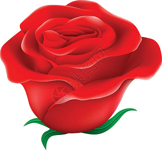 罗莎新鲜的红玫瑰花园绿化灌木花瓣被子园艺植物学宝座科学植物插画