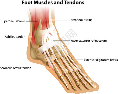 踝足部肌肉和肌腱插画