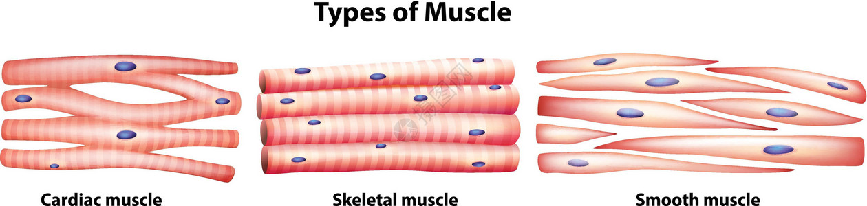 平滑肌肌肉的种类细胞细胞核内脏心房肌电缆心肌科学运动单元条纹插画
