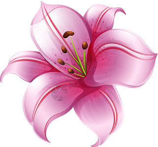 百合根茎一朵粉红色的百合花插画