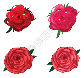 一朵玫瑰花装饰品宝座园艺植物玫瑰花园花瓣绘画灌木被子背景图片