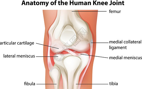 半月板人体膝关节解剖插画