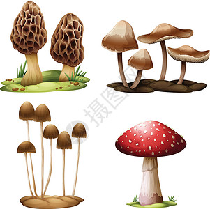 羊肚菌素材蘑菇菌丝体植物学薄片菌盖科学毛孔食物绘画植物木耳插画