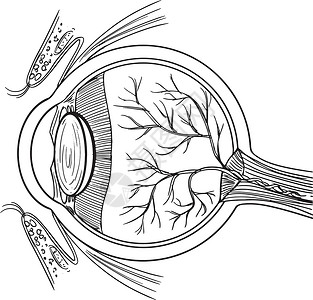 外框框角边框人类的眼球插画