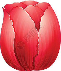 周冬雨红色郁金香灯泡冬雨盆栽植物科绘画被子副词星形杂交种植物插画