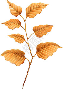 棕叶叶二氧化碳绘画光合作用植物学气孔植物功能器官叶子资源插画