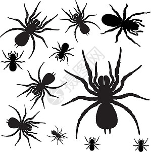蜘蛛的蜘蛛蛛网传感生物丝头酵素腹部丝绸绘画振动科学插画