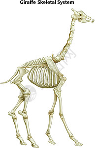 动物骨骼长颈鹿的骨骼系统插画