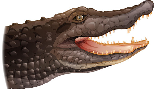 维加拉科鳄鱼绘画眼睛带状爬虫长头盐腺脚蹼白色动物鼻部插画