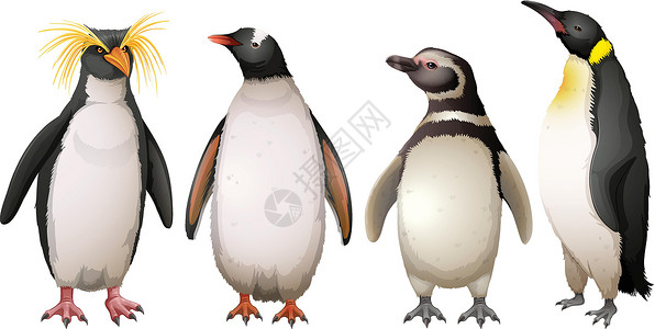 麦哲伦企鹅企鹅绘画蜗牛蜥蜴温带羽毛脚蹼地区科学动物鸟类插画