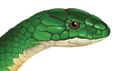 毒蛇蟒蛇蛇绘画科学鳞目毒液动物学蜥脚类毒蛇教育泄殖腔动物插画