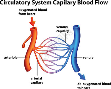 含氧的循环系统 - 毛细血管血流设计图片