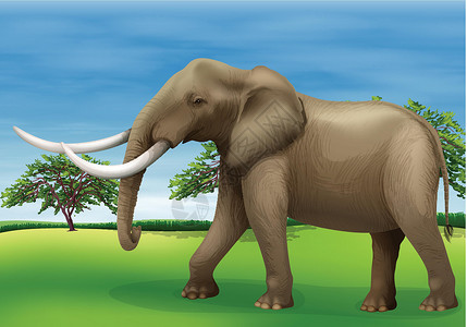 好物种草大象门牙科学沼泽地树干象类犊牛动物学鼻类绘画哺乳动物插画