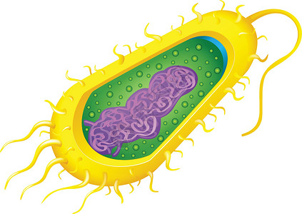 细胞质细菌细胞胶囊生物学鞭毛染色体微生物公克显微镜药品保健感染插画
