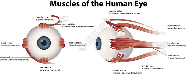 肌原纤维人眼的肌肉插画