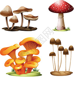 多孔菌目不同种类的蘑菇菌盖科学木耳毒菌马勃植物学菌目菌体毛孔植物设计图片