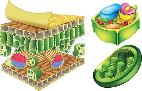 树液植物细胞体积网状溶胶白色质体液泡胞质结构纤维素木质素插画