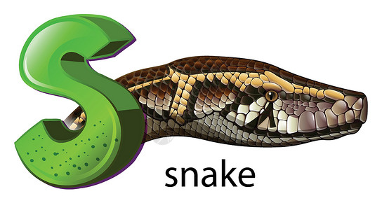 蛇信子字母 S 代表蛇蛇蝎动物蜥脚类羊膜脊椎动物鳞目大写首都小号辅音插画