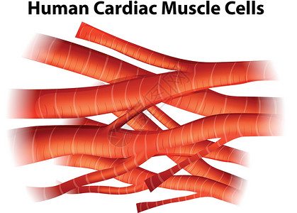 人心肌细胞科学的肌细胞高清图片