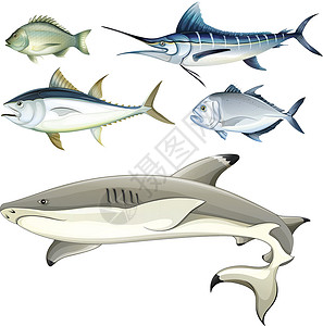 动物鳍状肢鱼类颅骨钓鱼渔夫避难所叶鳍养鱼神灵水产食物海洋设计图片