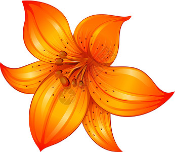 越冬橙色百合花装饰品科学根茎单子器官植物学笔画植物绘画草本植物插画