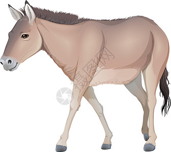 驴骡驴插画