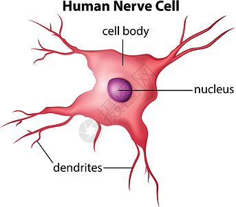 人神经细胞科学的外周烯高清图片