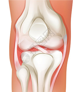人体膝关节髌骨法氏囊高清图片