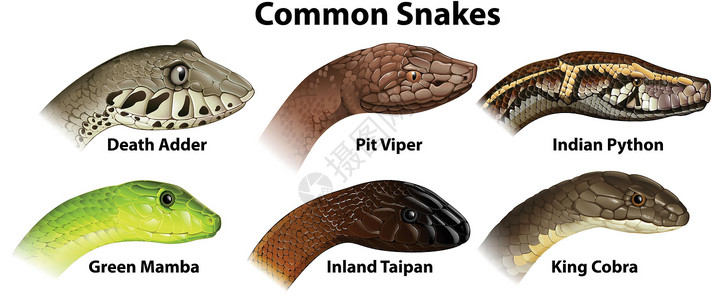 常见的蛇动物界鞭毛虫高清图片