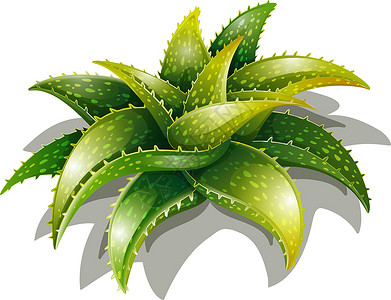 芦荟科学植物团块绘画白色盆栽多肉植物树叶装饰品绿色背景图片