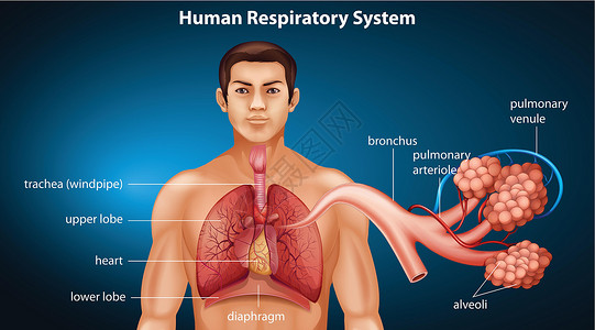 右肺人体呼吸系统绘画支气管科学食管声带呼吸鼻腔意义解剖学主动脉插画