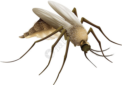 按蚊科蚊虫生物学幼虫天线动物疟疾绘画变体蚊科胸部蚊子设计图片
