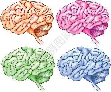 额叶科学的布罗卡区高清图片