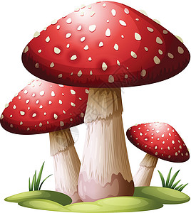 木耳白菜红蘑菇马勃毒菌木耳菌目植物学绘画菌盖毛孔菌体薄片设计图片
