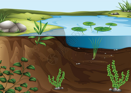 矿物质水池塘生态系统睡莲绘画科学栖息地杂草网络土壤矿物质环境社区插画