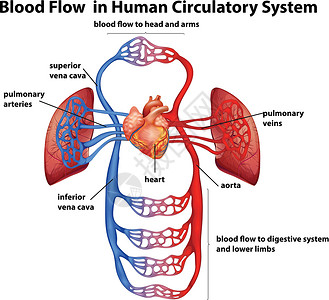 血氧计人体循环系统中的血流设计图片