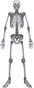 人体骨骼系统手杖骨盆胸骨指骨腕骨解剖学绘画颅骨生活肩胛骨设计图片