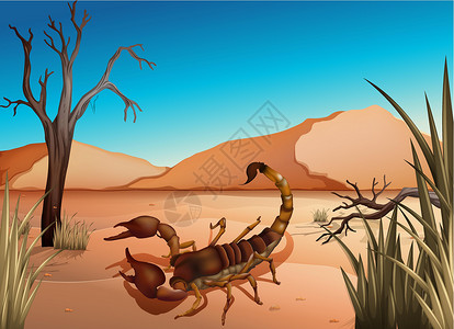 有毒的蝎子天蝎座的沙漠设计图片